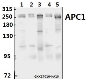 Anti-APC1 (E684) Antibody from Bioworld Technology (BS1611) - Antibodies.com