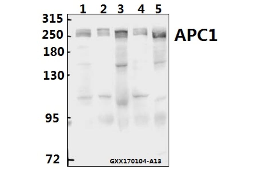 Anti-APC1 (E684) Antibody from Bioworld Technology (BS1611) - Antibodies.com