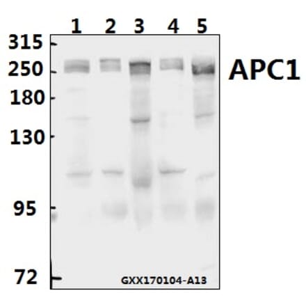 Anti-APC1 (E684) Antibody from Bioworld Technology (BS1611) - Antibodies.com