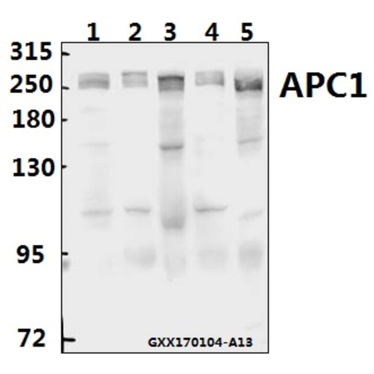 Anti-APC1 (E684) Antibody from Bioworld Technology (BS1611) - Antibodies.com