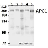 Anti-APC1 (E684) Antibody from Bioworld Technology (BS1611) - Antibodies.com