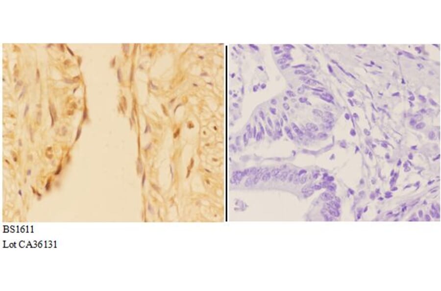 Anti-APC1 (E684) Antibody from Bioworld Technology (BS1611) - Antibodies.com