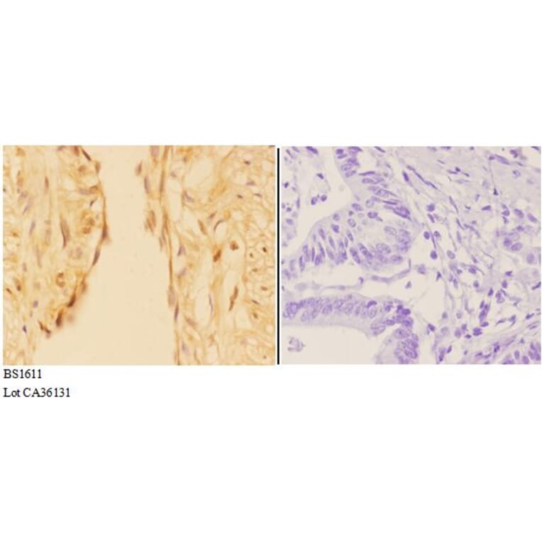 Anti-APC1 (E684) Antibody from Bioworld Technology (BS1611) - Antibodies.com