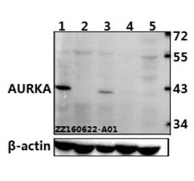 Anti-AURKA (P282) Antibody from Bioworld Technology (BS1612) - Antibodies.com