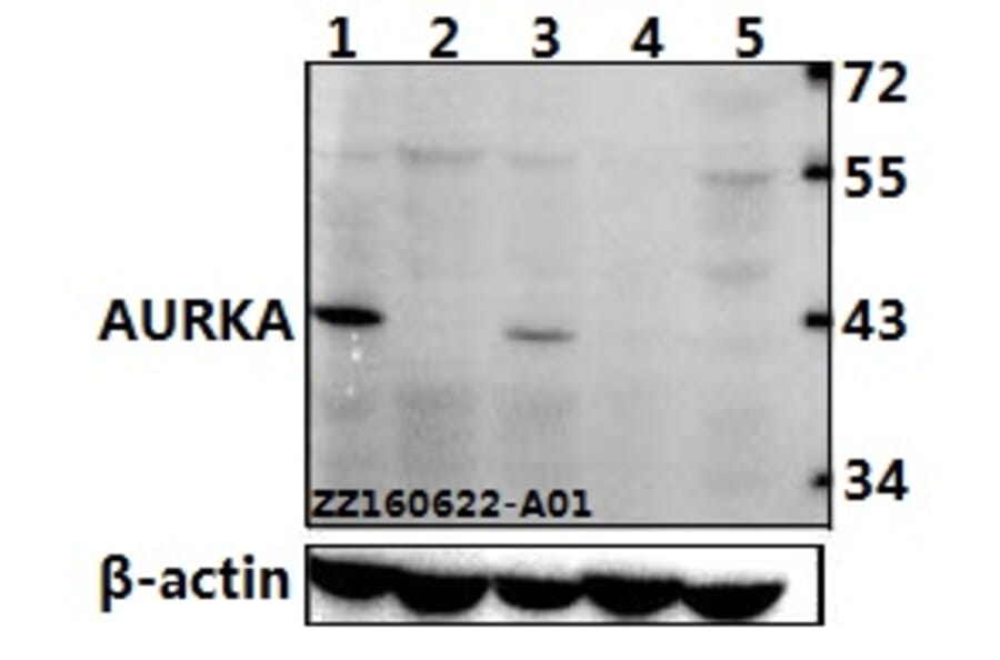 Anti-AURKA (P282) Antibody from Bioworld Technology (BS1612) - Antibodies.com
