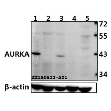 Anti-AURKA (P282) Antibody from Bioworld Technology (BS1612) - Antibodies.com