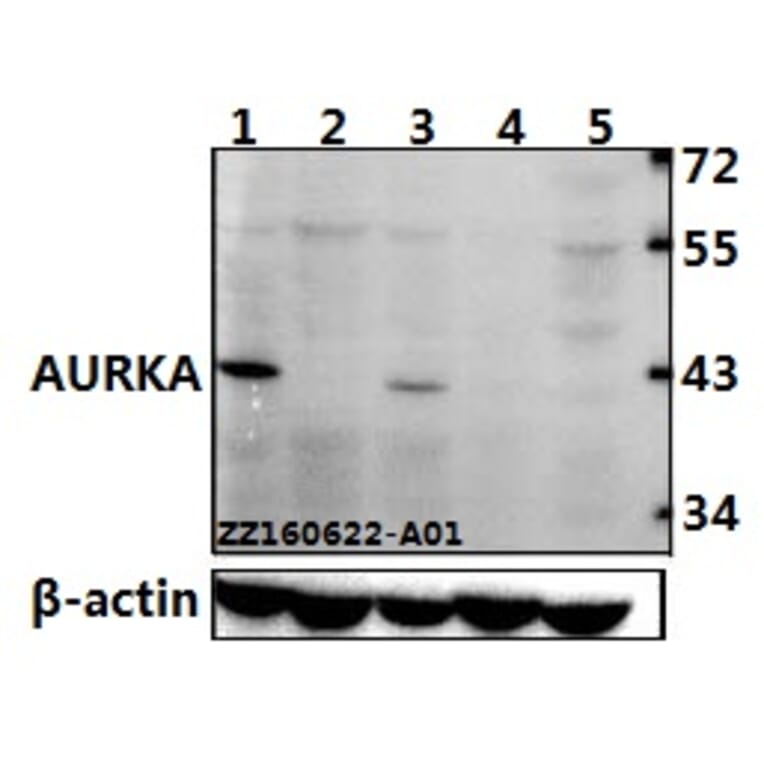 Anti-AURKA (P282) Antibody from Bioworld Technology (BS1612) - Antibodies.com
