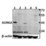 Anti-AURKA (P282) Antibody from Bioworld Technology (BS1612) - Antibodies.com