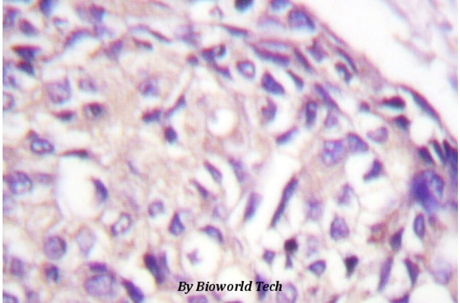 Anti-AURKA (P282) Antibody from Bioworld Technology (BS1612) - Antibodies.com