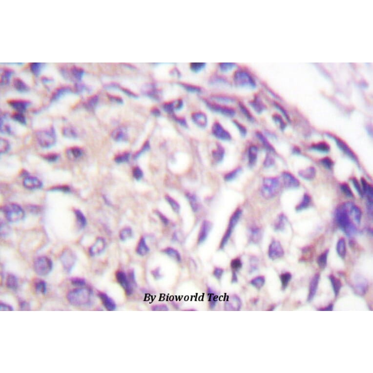 Anti-AURKA (P282) Antibody from Bioworld Technology (BS1612) - Antibodies.com