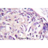 Anti-AURKA (P282) Antibody from Bioworld Technology (BS1612) - Antibodies.com