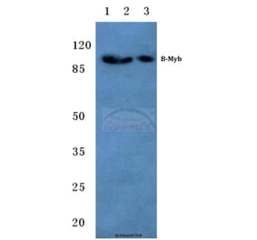 Anti-B-Myb (G573) Antibody from Bioworld Technology (BS1614) - Antibodies.com