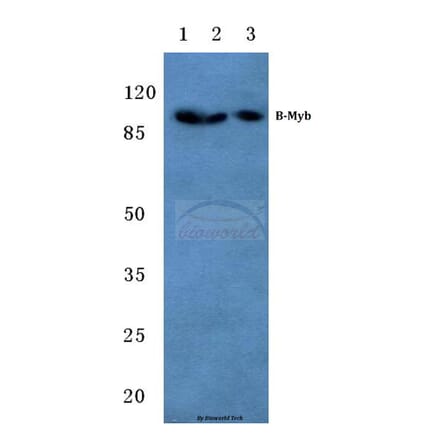 Anti-B-Myb (G573) Antibody from Bioworld Technology (BS1614) - Antibodies.com