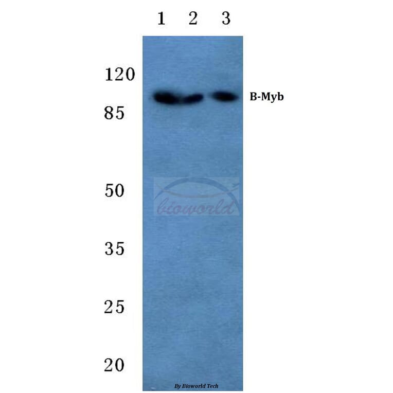 Anti-B-Myb (G573) Antibody from Bioworld Technology (BS1614) - Antibodies.com