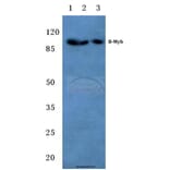 Anti-B-Myb (G573) Antibody from Bioworld Technology (BS1614) - Antibodies.com