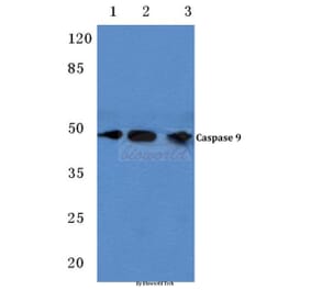 Anti-Caspase 9 (G140) Antibody from Bioworld Technology (BS1615) - Antibodies.com