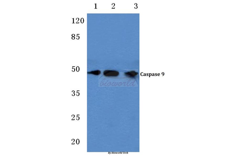 Anti-Caspase 9 (G140) Antibody from Bioworld Technology (BS1615) - Antibodies.com
