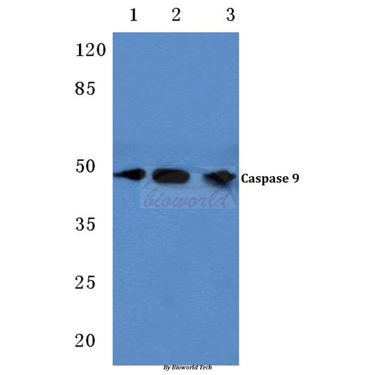 Anti-Caspase 9 (G140) Antibody from Bioworld Technology (BS1615) - Antibodies.com