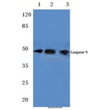 Anti-Caspase 9 (G140) Antibody from Bioworld Technology (BS1615) - Antibodies.com