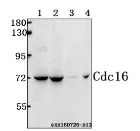 Anti-Cdc16 (K556) Antibody from Bioworld Technology (BS1621) - Antibodies.com