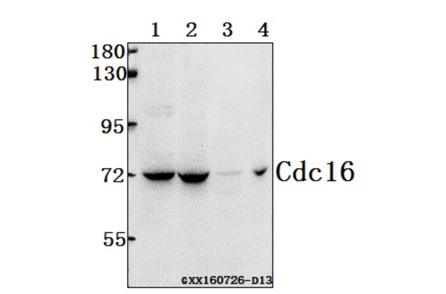 Anti-Cdc16 (K556) Antibody from Bioworld Technology (BS1621) - Antibodies.com