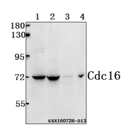 Anti-Cdc16 (K556) Antibody from Bioworld Technology (BS1621) - Antibodies.com
