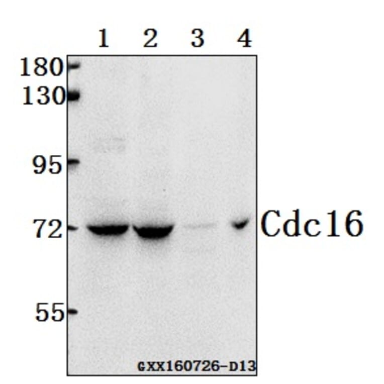Anti-Cdc16 (K556) Antibody from Bioworld Technology (BS1621) - Antibodies.com
