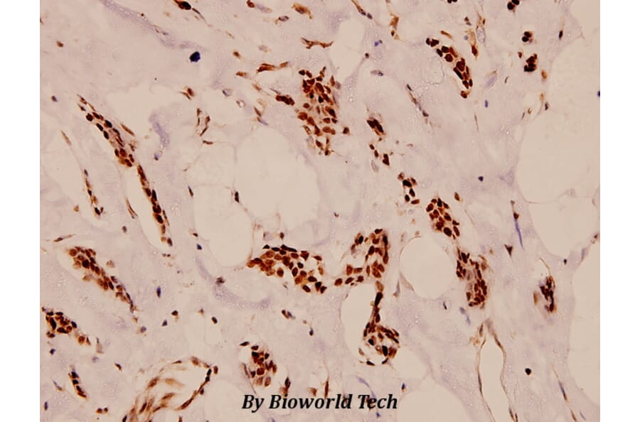 Anti-Cdc16 (K556) Antibody from Bioworld Technology (BS1621) - Antibodies.com