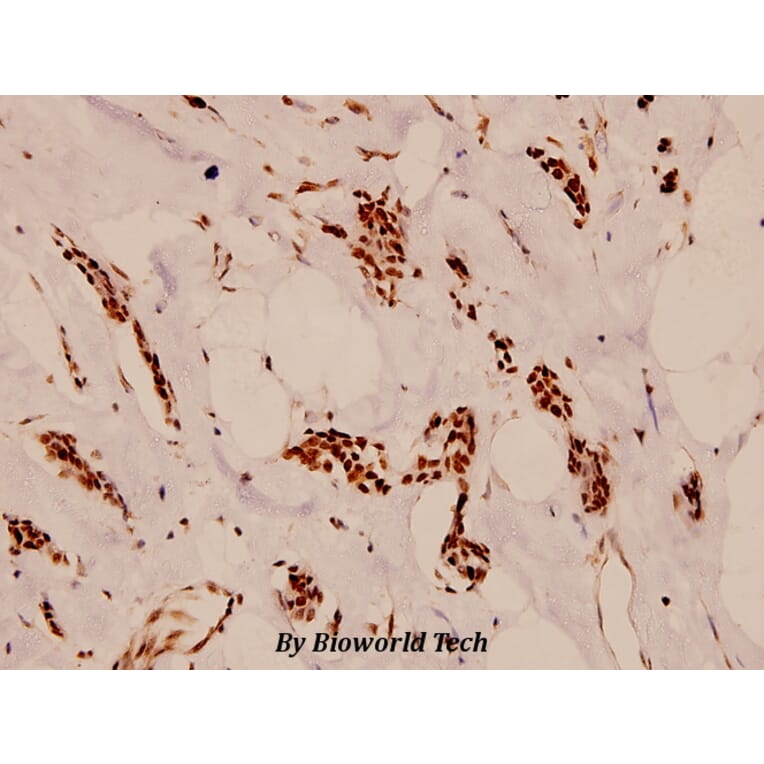 Anti-Cdc16 (K556) Antibody from Bioworld Technology (BS1621) - Antibodies.com