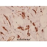 Anti-Cdc16 (K556) Antibody from Bioworld Technology (BS1621) - Antibodies.com