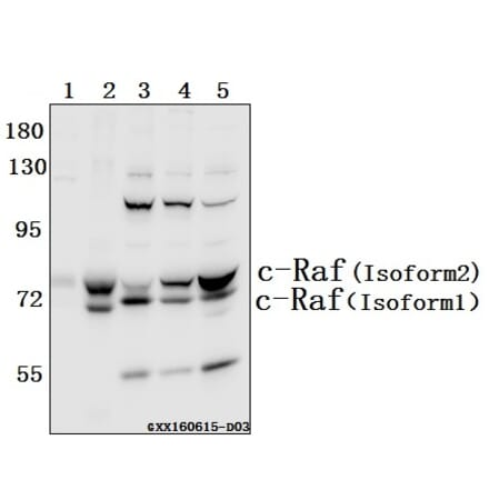 Anti-Raf-1 (Q39) Antibody from Bioworld Technology (BS1622) - Antibodies.com