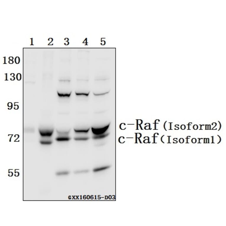 Anti-Raf-1 (Q39) Antibody from Bioworld Technology (BS1622) - Antibodies.com