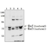Anti-Raf-1 (Q39) Antibody from Bioworld Technology (BS1622) - Antibodies.com