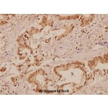 Anti-Raf-1 (Q39) Antibody from Bioworld Technology (BS1622) - Antibodies.com