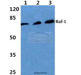 Anti-Raf-1 (S291) Antibody from Bioworld Technology (BS1623) - Antibodies.com