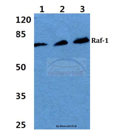 Anti-Raf-1 (S291) Antibody from Bioworld Technology (BS1623) - Antibodies.com