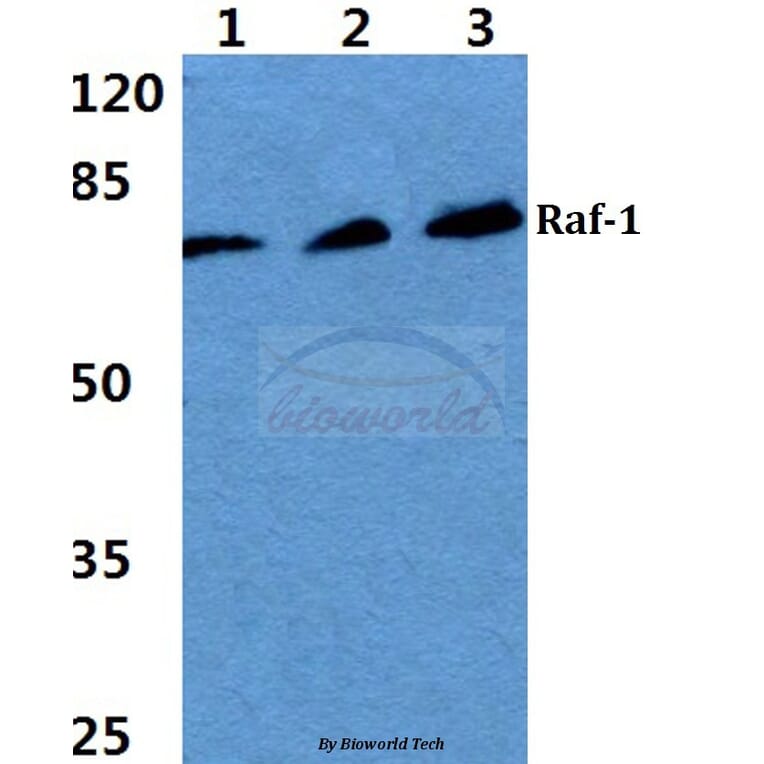 Anti-Raf-1 (S291) Antibody from Bioworld Technology (BS1623) - Antibodies.com