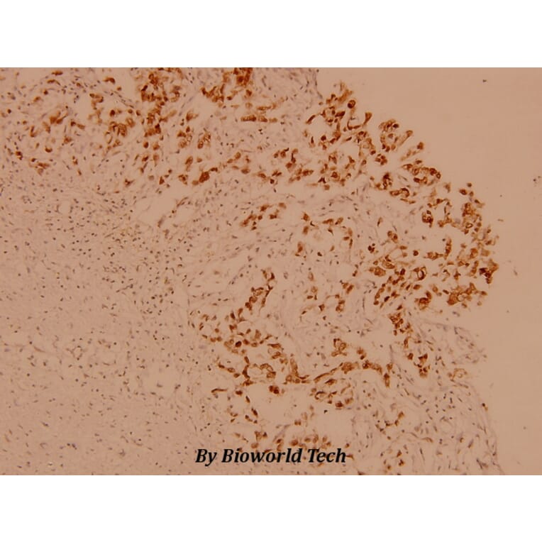 Anti-Raf-1 (S291) Antibody from Bioworld Technology (BS1623) - Antibodies.com
