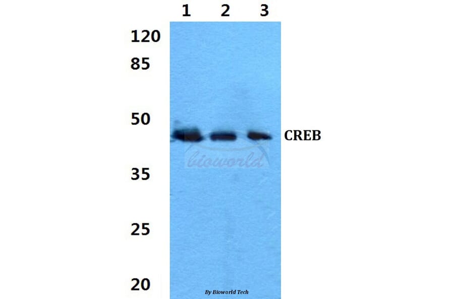 Anti-CREB (V115) Antibody from Bioworld Technology (BS1624) - Antibodies.com