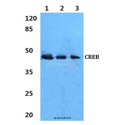 Anti-CREB (V115) Antibody from Bioworld Technology (BS1624) - Antibodies.com