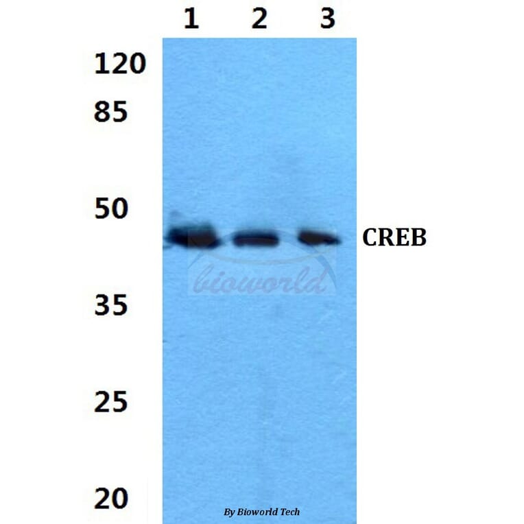 Anti-CREB (V115) Antibody from Bioworld Technology (BS1624) - Antibodies.com