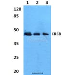 Anti-CREB (V115) Antibody from Bioworld Technology (BS1624) - Antibodies.com