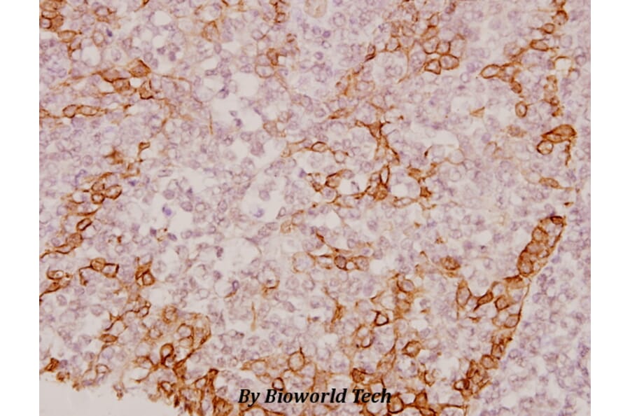 Anti-CREB (V115) Antibody from Bioworld Technology (BS1624) - Antibodies.com