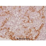 Anti-CREB (V115) Antibody from Bioworld Technology (BS1624) - Antibodies.com