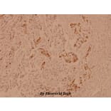 Anti-Crystallin-αB (L55) Antibody from Bioworld Technology (BS1626) - Antibodies.com