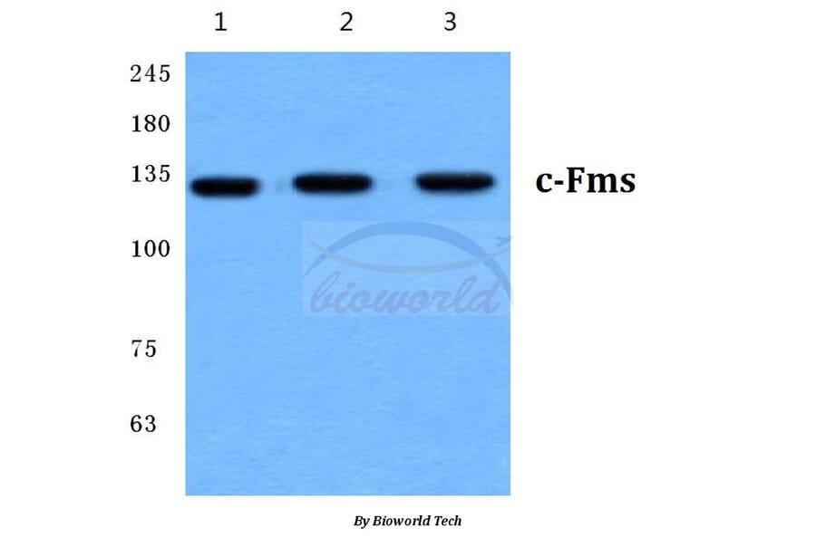 Anti-c-Fms (E557) Antibody from Bioworld Technology (BS1627) - Antibodies.com