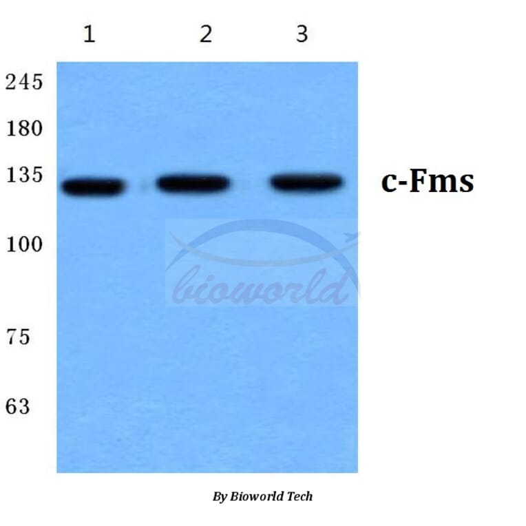 Anti-c-Fms (E557) Antibody from Bioworld Technology (BS1627) - Antibodies.com