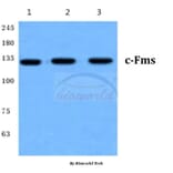 Anti-c-Fms (E557) Antibody from Bioworld Technology (BS1627) - Antibodies.com