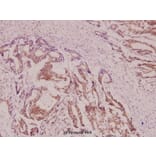 Anti-DAPK2 (R314) Antibody from Bioworld Technology (BS1628) - Antibodies.com