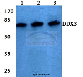 Anti-DDX3 (L318) Antibody from Bioworld Technology (BS1629) - Antibodies.com